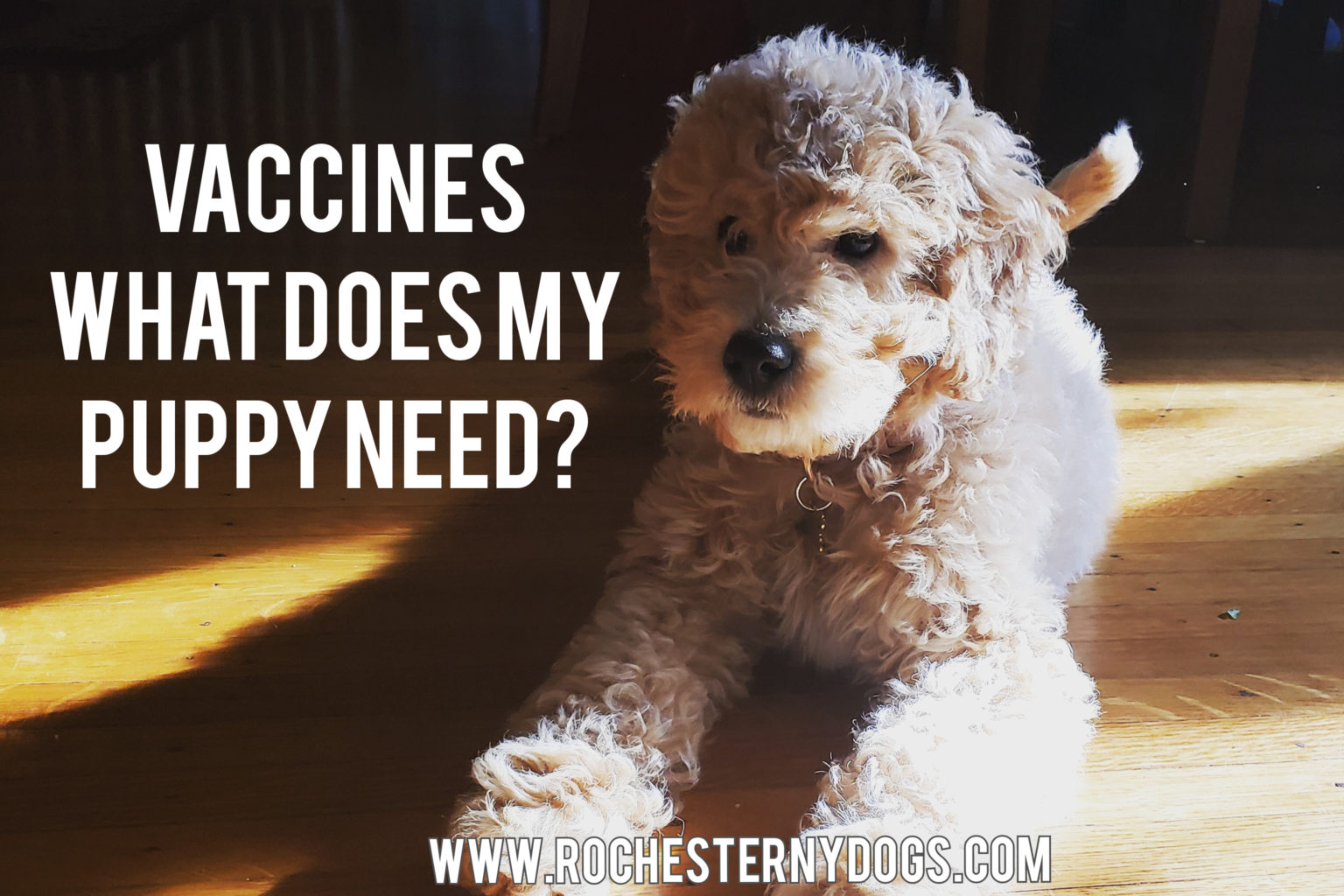 what-vaccinations-are-required-for-puppies-to-begin-training-classes